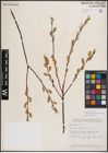 Foto von Salix eriocephala var. watsonii (Bebb) Dorn